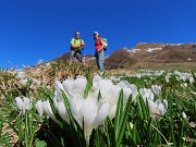 Ai Piani dell’Avaro ben fioriti di crocus – 2 maggio 2025 - FOTOGALLERY